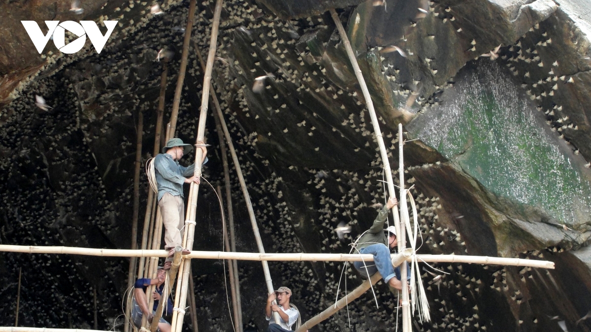 Discovering salanganes' nest harvest on Cu Lao Cham Islands